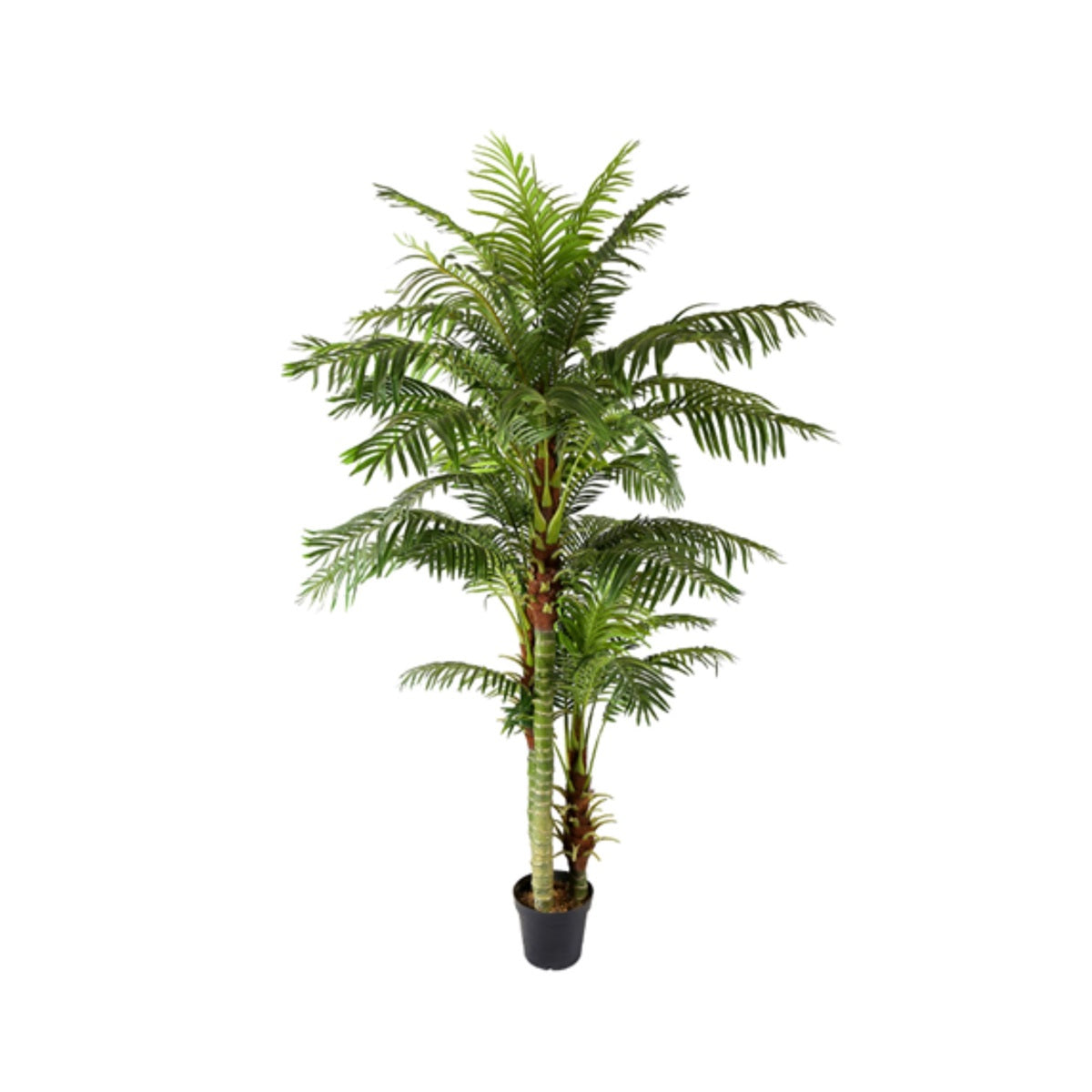 ARECA PLAM Y8388-45-3PS 235 CM
