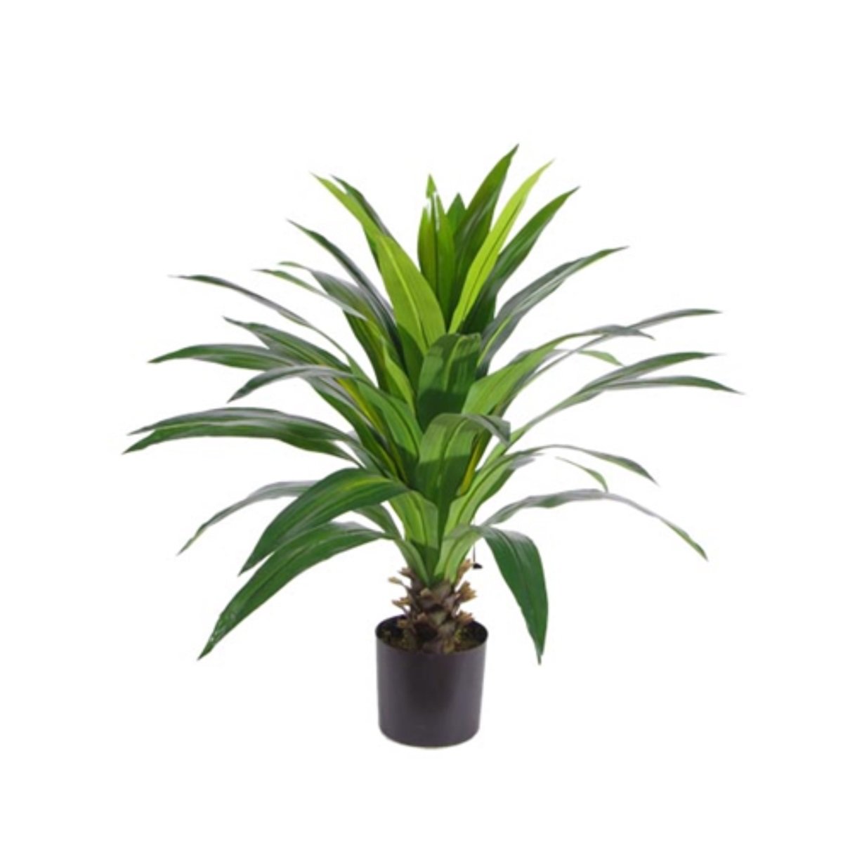 DRACAENA LARGE Y8420-37-1T 110 CM