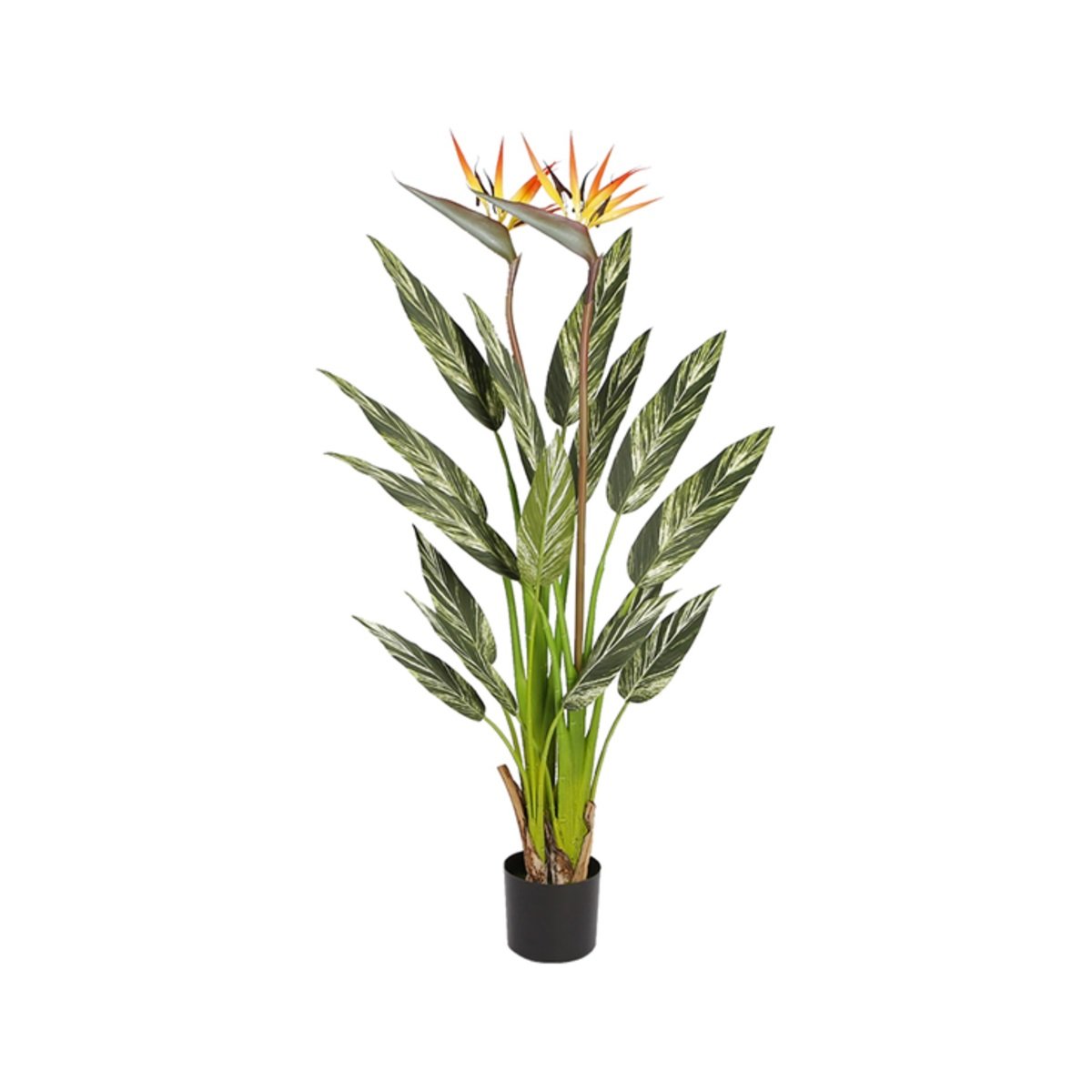 ALPINIA ZERUMBET Y8540-15-2-3P 120 CM