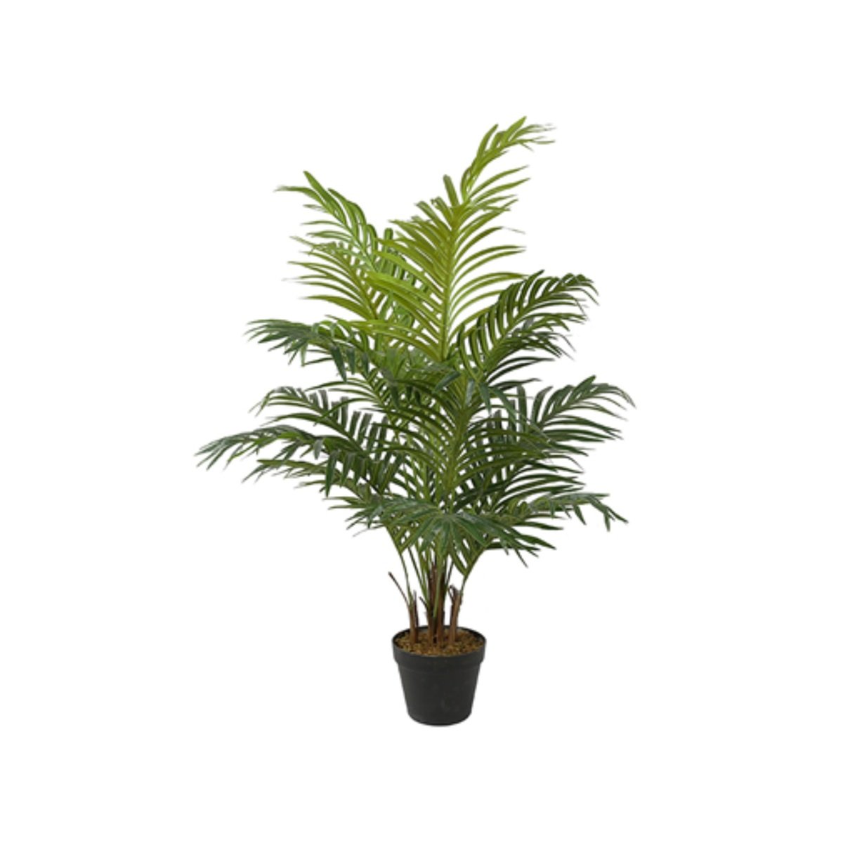 ARECA PLAM Y8388-6-1KS 100 CM