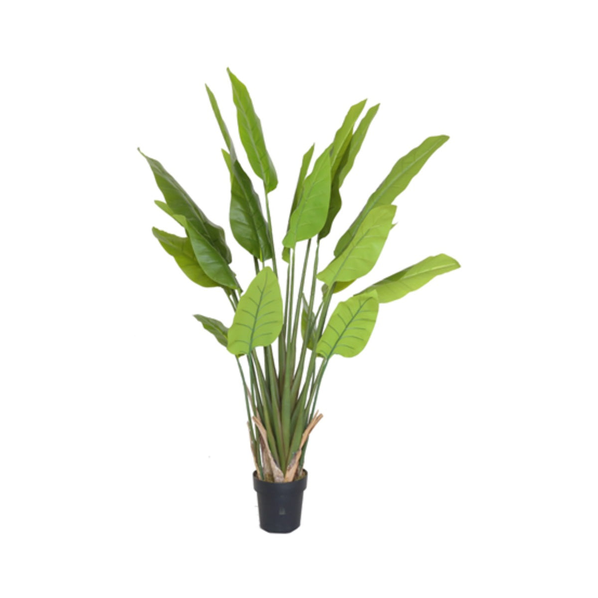 STRELITZIA TREE Y8480-20-5PS 150 CM