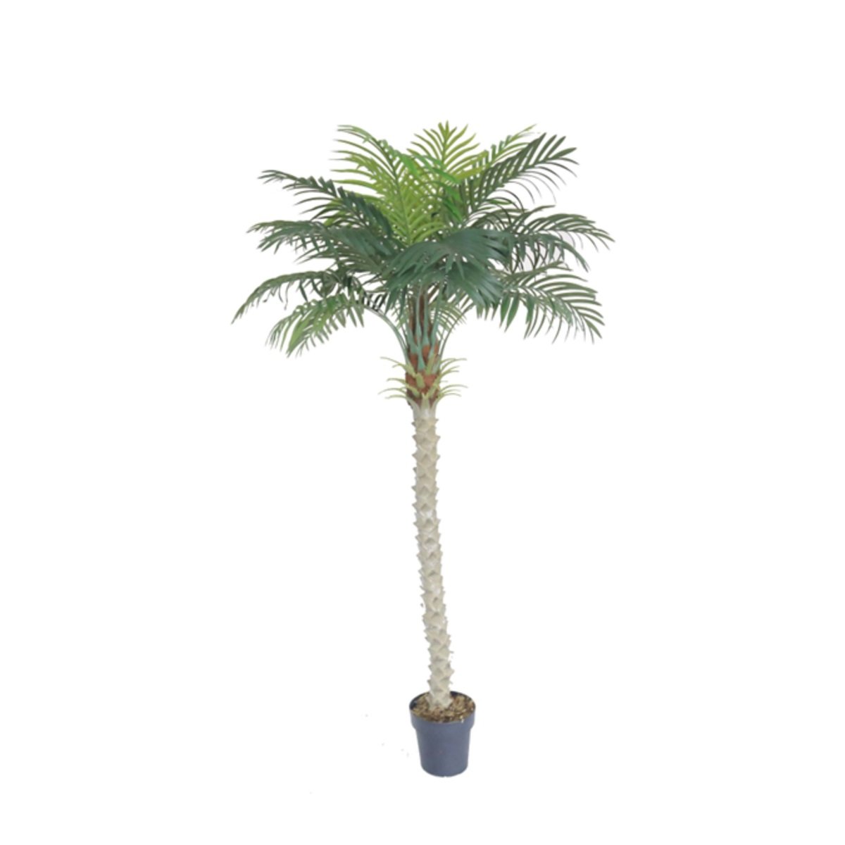 ARECA PLAM Y8388-24-1PS 180 CM